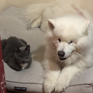 Team Tell Your Cat We Said Pspsps